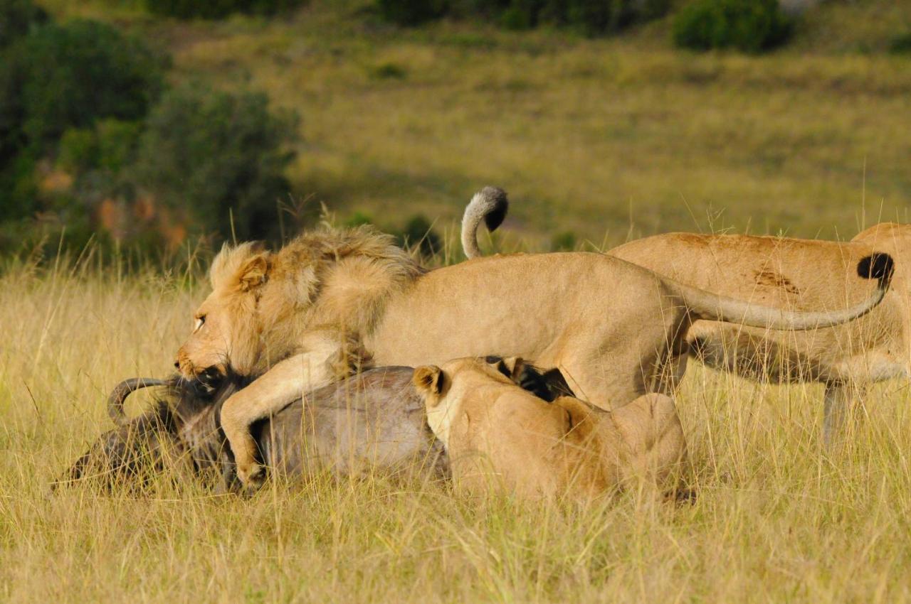 Botlierskop Private Game Reserve Reebok Kültér fotó
