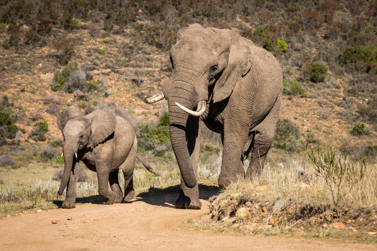 Botlierskop Private Game Reserve Reebok Kültér fotó