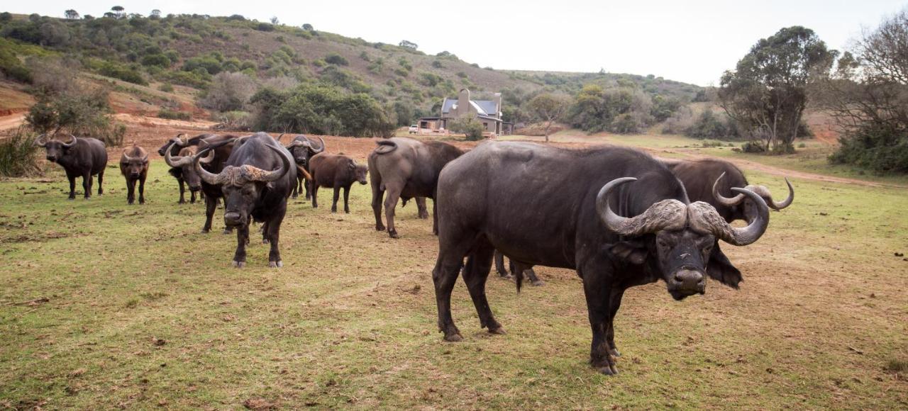 Botlierskop Private Game Reserve Reebok Kültér fotó