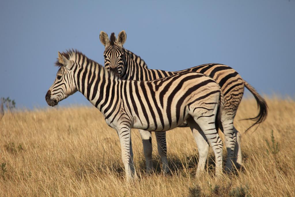Botlierskop Private Game Reserve Reebok Kültér fotó