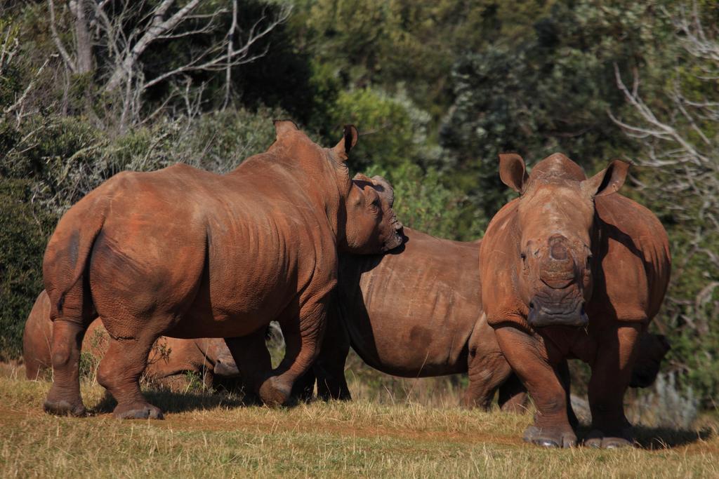 Botlierskop Private Game Reserve Reebok Kültér fotó