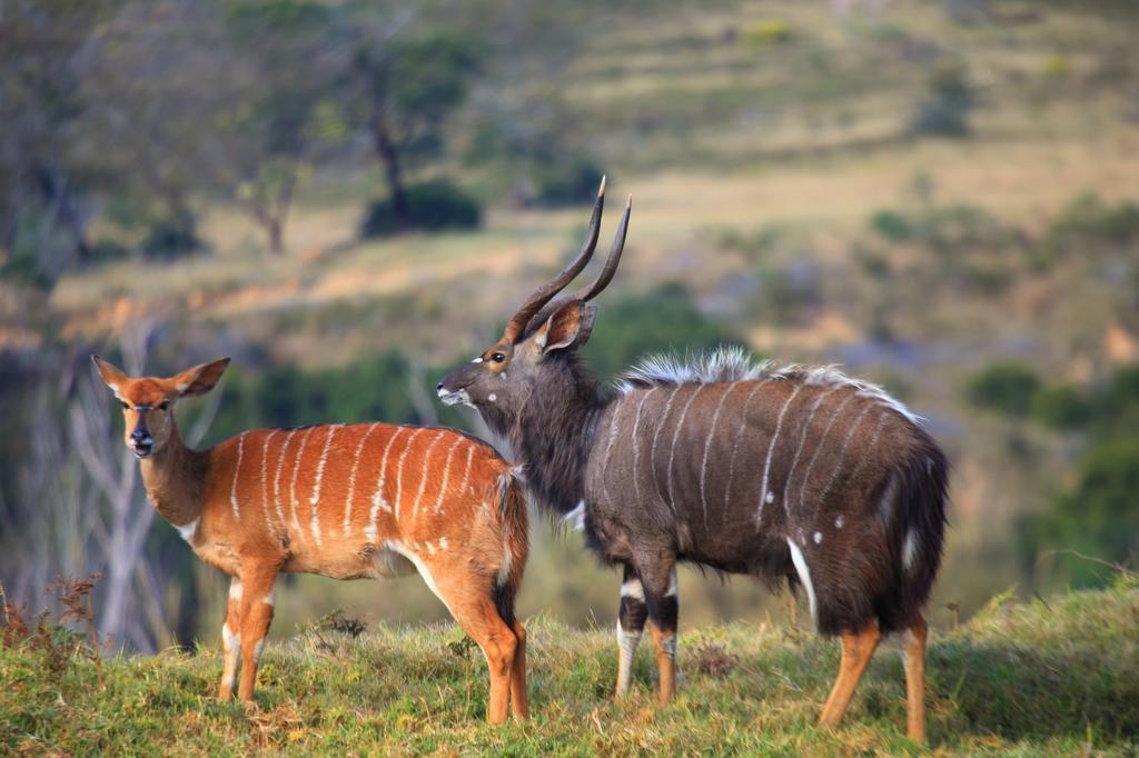 Botlierskop Private Game Reserve Reebok Kültér fotó