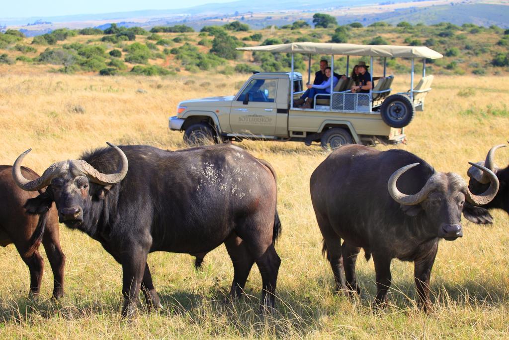 Botlierskop Private Game Reserve Reebok Kültér fotó